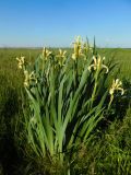 Iris halophila