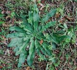 Echium vulgare