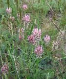 Astragalus platyphyllus