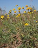 Anthemis tinctoria