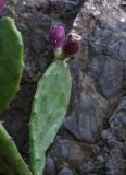 Opuntia stricta