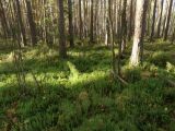 Lycopodium annotinum. Аспект спороносящих растений. Санкт-Петербург, Юнтоловский заказник, влажный сосновый лес. 06.10.2023.