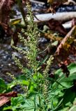 Artemisia montana