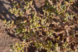 Tetraena gaetula