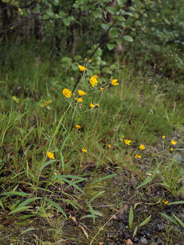 Изображение особи род Hieracium.