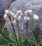 Eriophorum angustifolium