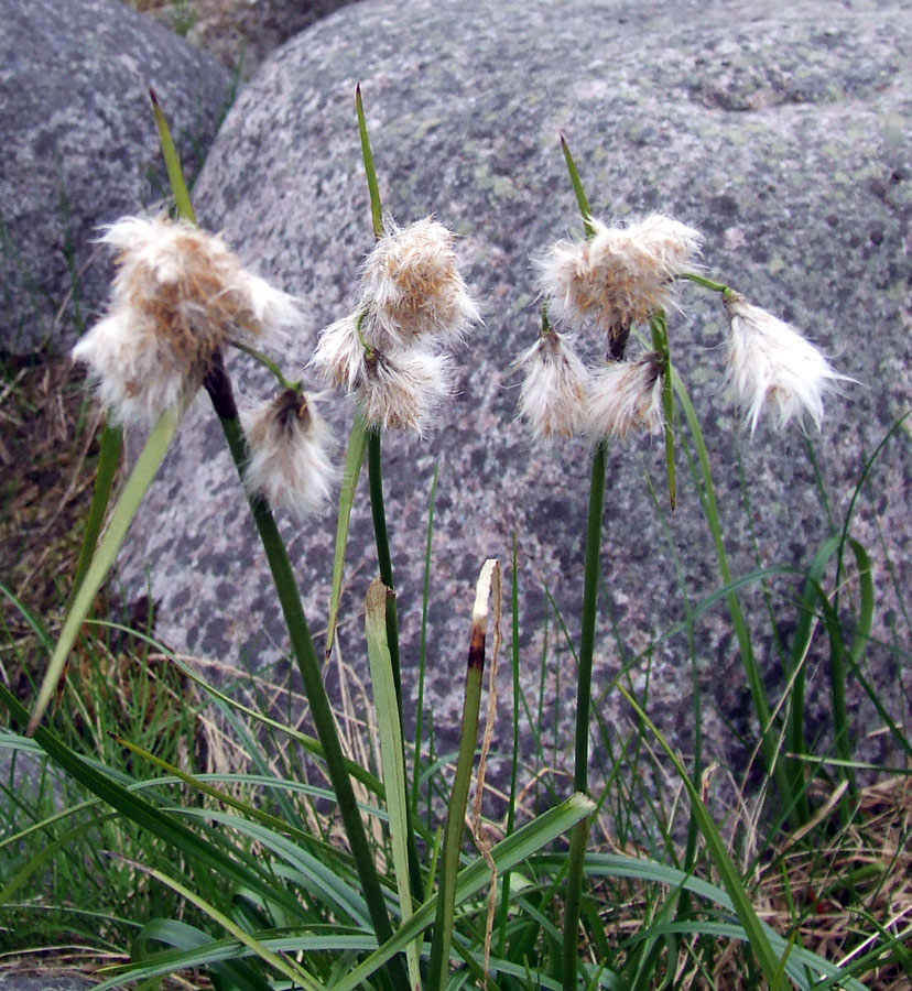 Изображение особи Eriophorum angustifolium.