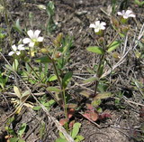 Cerastium pseudobulgaricum