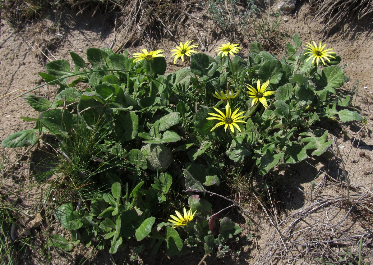 Изображение особи Arctotheca calendula.