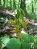 Lathyrus aureus