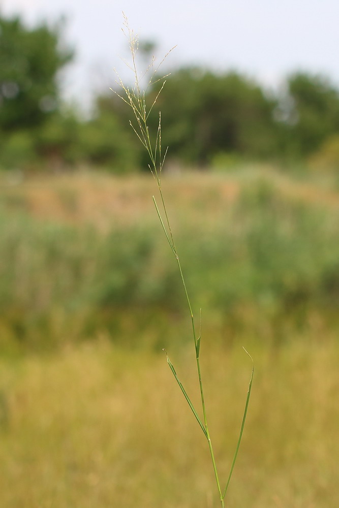 Изображение особи Puccinellia gigantea.