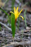 Colchicum luteum. Цветущее растение. Южный Казахстан, Таласский Алатау, ущ. Кши-Каинды. 12.04.2013.