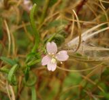 Epilobium parviflorum