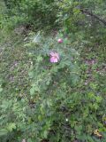 Rosa prokhanovii. Цветущее растение. Карачаево-Черкесия, Теберда, гора Лысая. 29.05.2013.