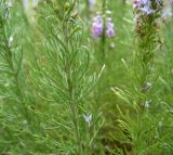 Veronica pinnata