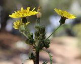 Sonchus oleraceus