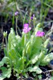 Primula cortusoides. Цветущее растение. Красноярский край, окр. г. Красноярска, садовый участок. 30.05.2014.