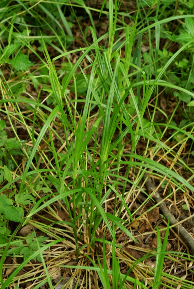 Изображение особи Carex maackii.