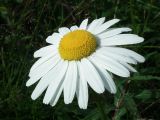 Leucanthemum vulgare. Соцветие. Мурманская обл., Североморский р-н, пгт Росляково, берег губы Грязная Кольского залива, обочина насыпного просёлка по периметру кладбища. 27.07.2014.