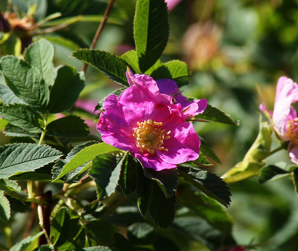 Изображение особи Rosa cinnamomea.