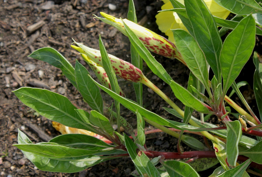 Изображение особи Oenothera macrocarpa.