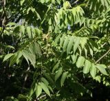 Juglans ailanthifolia. Ветвь с плодами. Белгородская обл., \"Лес на Ворскле\", дендрарий. 02.07.2009.