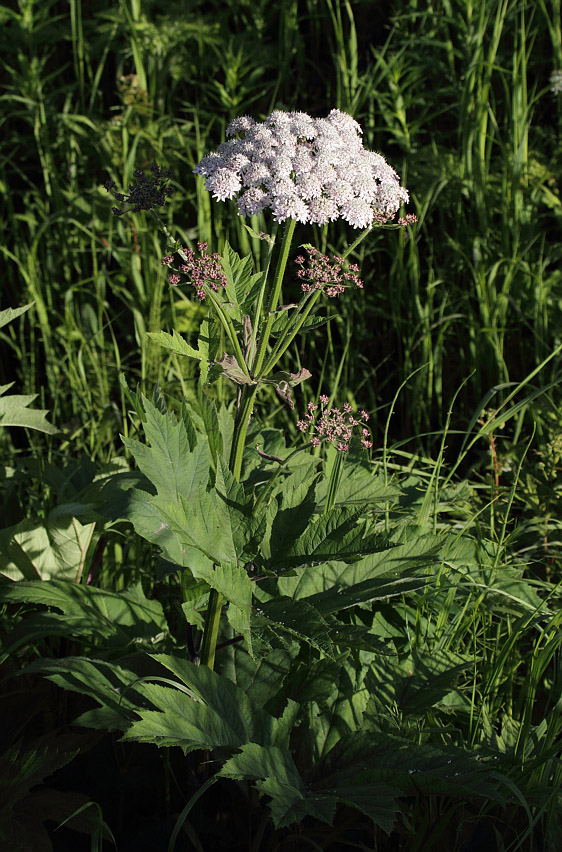 Изображение особи Heracleum dissectum.