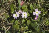 Malcolmia flexuosa