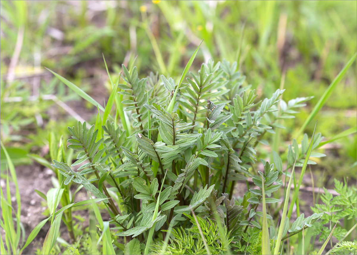 Изображение особи Valeriana officinalis.