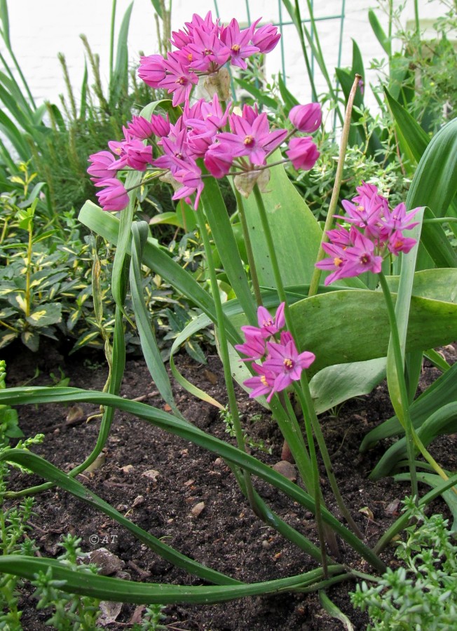 Изображение особи Allium oreophilum.