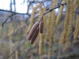 Corylus avellana