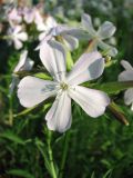 Saponaria officinalis