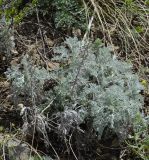 Artemisia lercheana