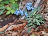 Corydalis turtschaninovii