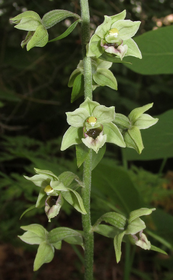 Image of Epipactis condensata specimen.