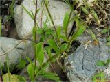 Leucanthemum vulgare. Нижняя часть побега цветущего растения. Украина, Ивано-Франковская обл., Долинский р-н, Шевченковский сельсовет, окр. с. Мысливка, на лугу, берег речки Свича. 28.06.2017.