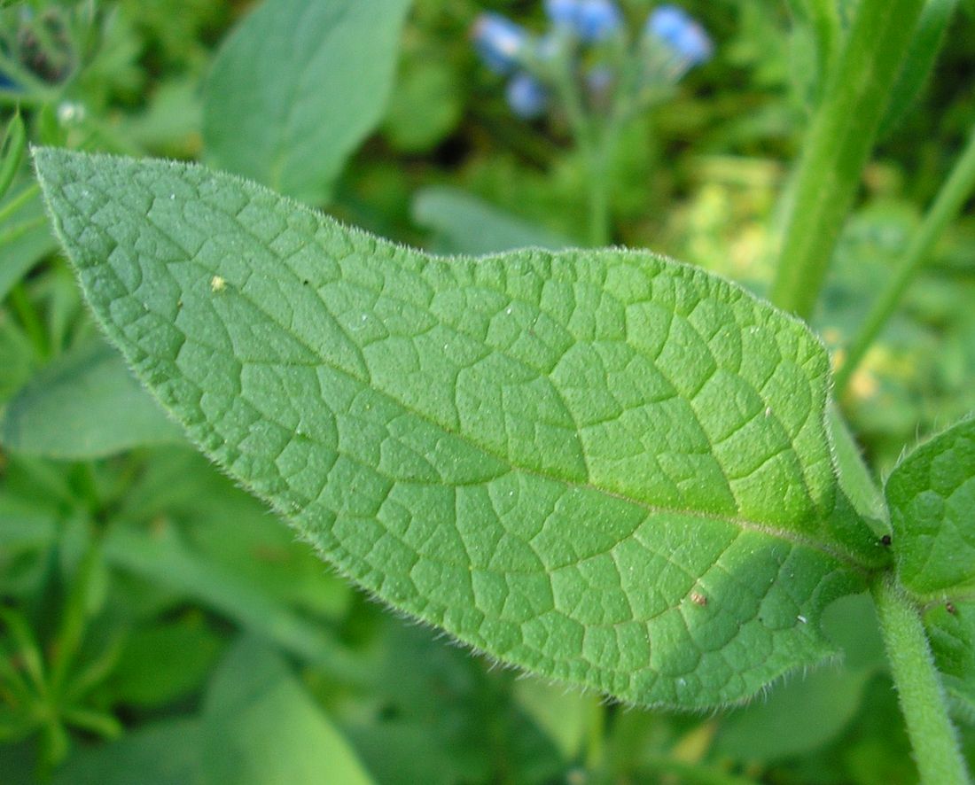 Изображение особи Symphytum caucasicum.