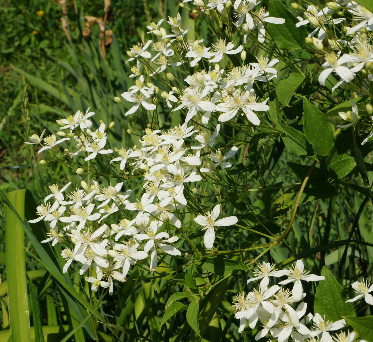 Изображение особи Clematis mandshurica.