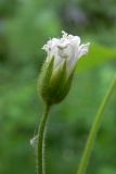 Cerastium pauciflorum. Часть распускающегося соцветия. Свердловская обл., окр. г. Североуральск, р-н скал Три Брата, зарастающая дорога между основным руслом р. Вагран и заводью. 27.07.2017.