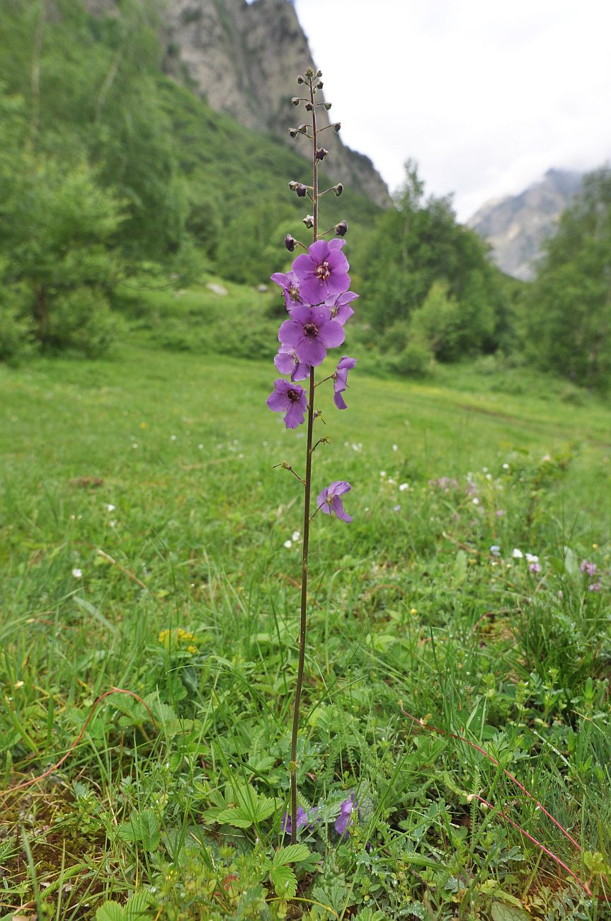 Изображение особи Verbascum phoeniceum.