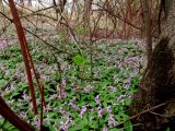 Cardamine altaica