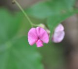 Lathyrus roseus. Цветок. Грузия, Боржоми-Харагаульский национальный парк, лес. 24.05.2018.