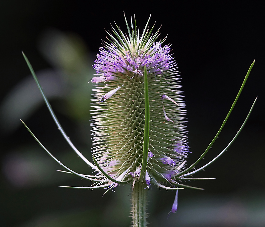 Изображение особи Dipsacus fullonum.