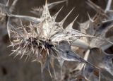 Eryngium maritimum