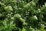 Spiraea trilobata. Верхушки цветущих растений. Восточный Казахстан, г. Усть-Каменогорск, парк Жастар, в культуре. 04.06.2018.