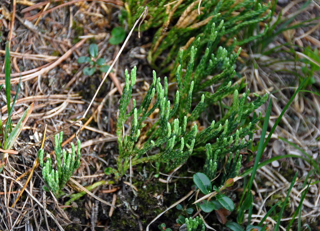 Изображение особи Diphasiastrum alpinum.