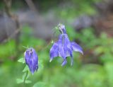 Aquilegia olympica. Верхушка цветущего растения. Грузия, Боржоми-Харагаульский национальный парк, берег руч. Квабисхеви, ≈ 900 м н.у.м, хвойный лес (ель восточная). 26.05.2018.