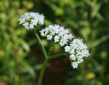 род Valeriana. Соцветие. Московская обл., Раменский р-н, пос. Ильинский, на улице среди рудерального высокотравья. 17.07.2018.