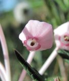 Andromeda polifolia. Цветок и верхушка листа. Окр. Архангельска, болото. 04.06.2011.