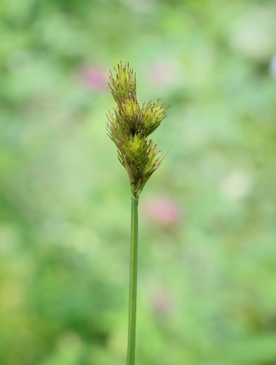 Изображение особи Carex leporina.